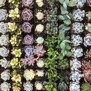 5/10 2 Assorted Colorful Succulents Plants / Potted image 8