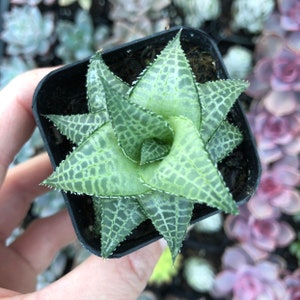 Haworthia Tessellata / Low Light Indoor Succulent