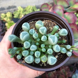 4" Baby Toes / Fenestraria rhopalophylla