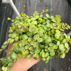 May include: A close-up of a String of Turtles plant in a green pot. The plant has small, round, green leaves with dark green markings, and is held in a hand. The leaves have a turtle shell-like pattern. The plant is a vibrant green color.
