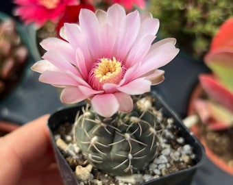 Cactus Gymnocalycium Baldianum de 2”
