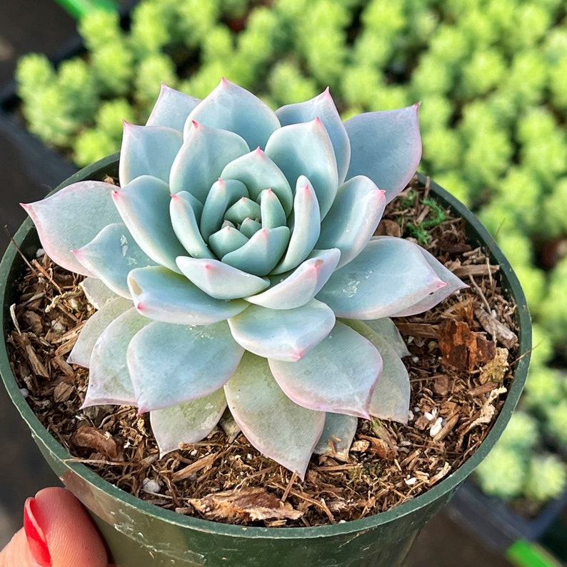 Echeveria blue bird