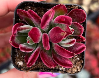 2” Echeveria Harmsii Ruby Slippers – Velvet Red Rosette Succulent