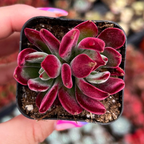 2” Echeveria Harmsii Ruby Slippers – Velvet Red Rosette Succulent