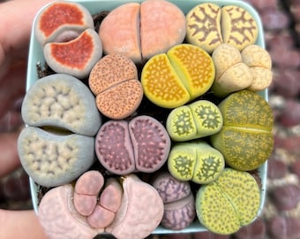 Living Stone Succulents – Lithops 1, 3, or 5 – Real Live Plants