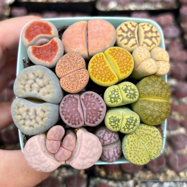 Assorted Lithops 1/3/5