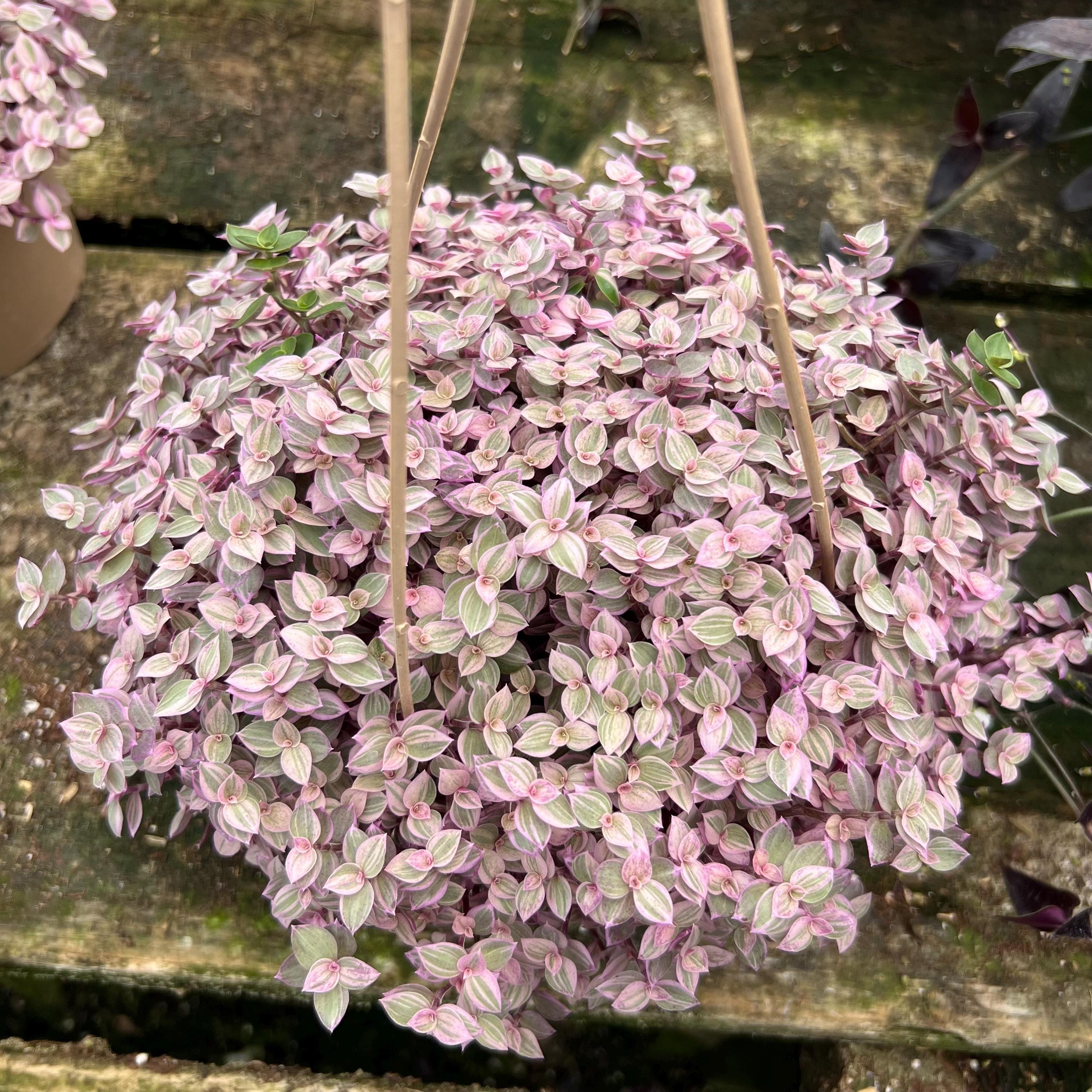 Pink Panther Plant – Callisia Repens | Rare Pink Trailing Houseplant | Live Plant in 6” Pot