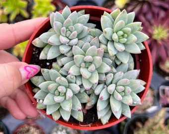 4” Sedeveria Burrito Blue