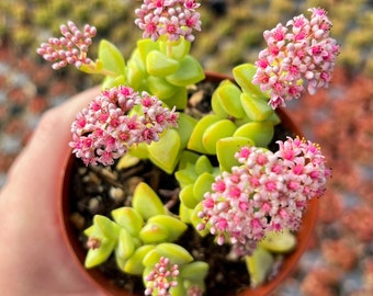 4” Crassula Rupestris – Baby’s Necklace Succulent – Pink Flowering Live Plant