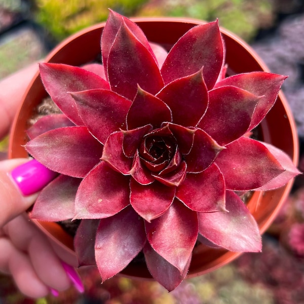 4” Sempervivum Jungle Fire / Cold Hardy Succulent