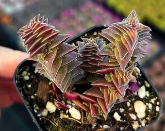 2” Crassula Pagoda Village