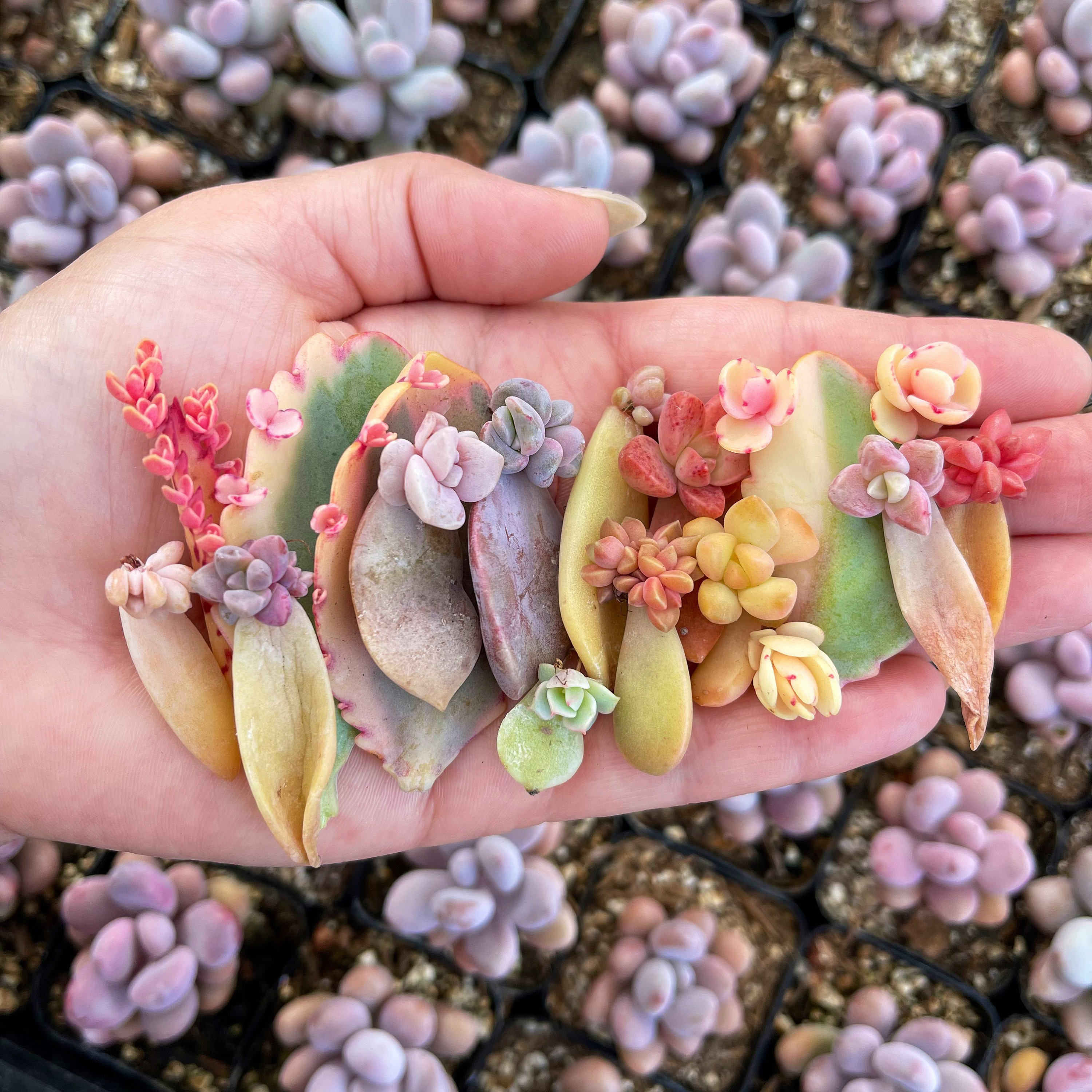 25 Succulent Leaves for Propagation – Assorted Leaf Cuttings for DIY Growers