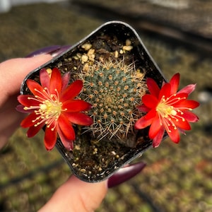 2” Rebutia Fulviseta Cactus Succulent Plant