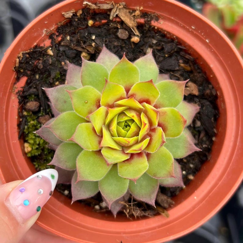 Sempervivum Gold Nugget Succulent Plant - Thumbnail 2