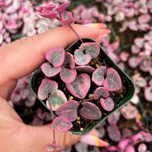 2” Ceropegia Woodii Variegata / String of Hearts Variegated