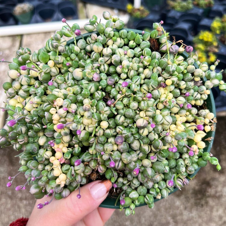 May include: A close-up of a small potted succulent plant with green and white striped leaves and small pink flowers. The plant is in a brown pot and is being held by a hand.