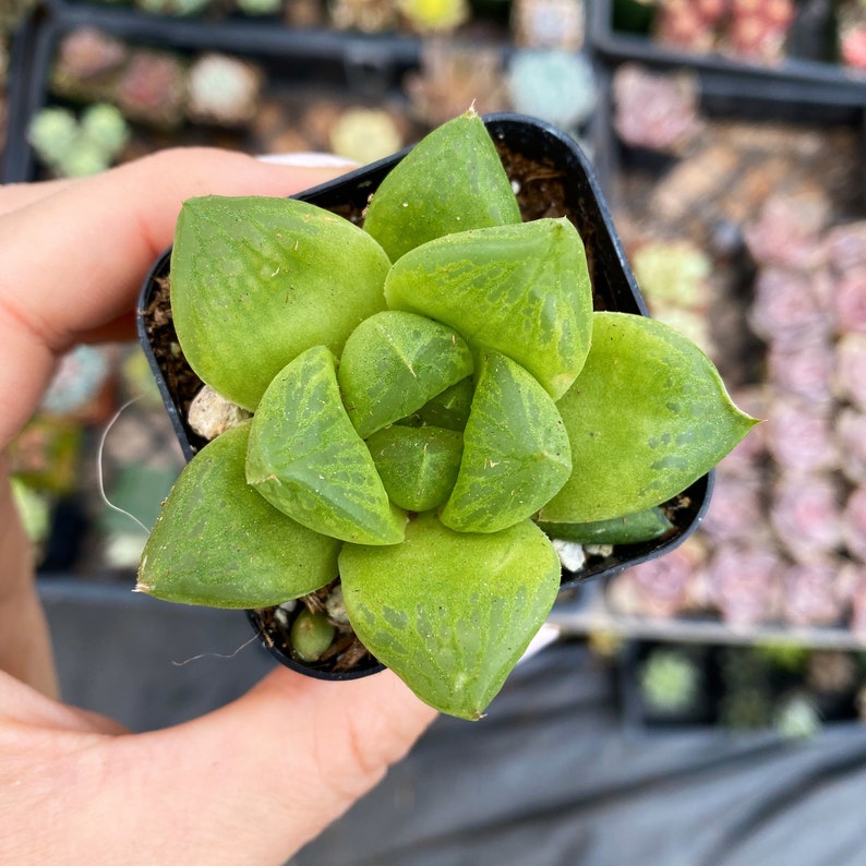 2 Haworthia Cuspidata / Indoor Low Light Succulent Plant Bild 1