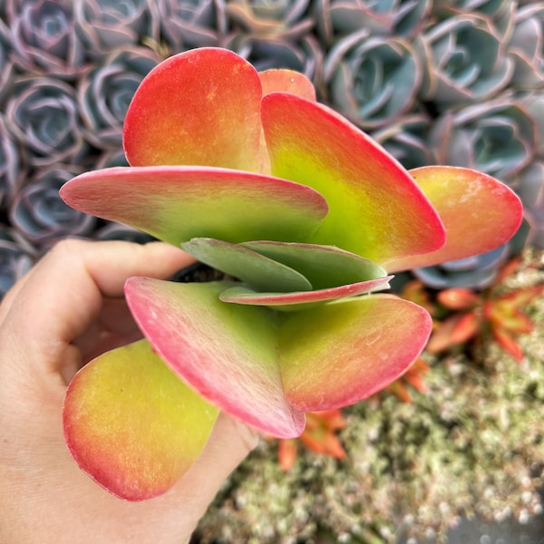 2” Kalanchoe Luciae Flapjack