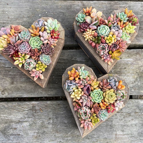 7” Succulent Heart Arrangement / Living / Gift / Valentines Day