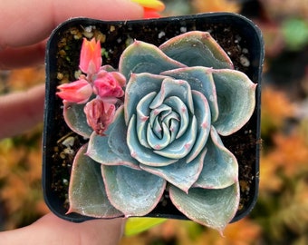 2” Echeveria Lavender Cloud