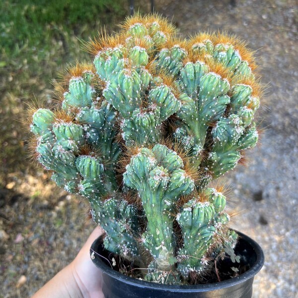 Huge Cereus Repandus Monstrose Cactus