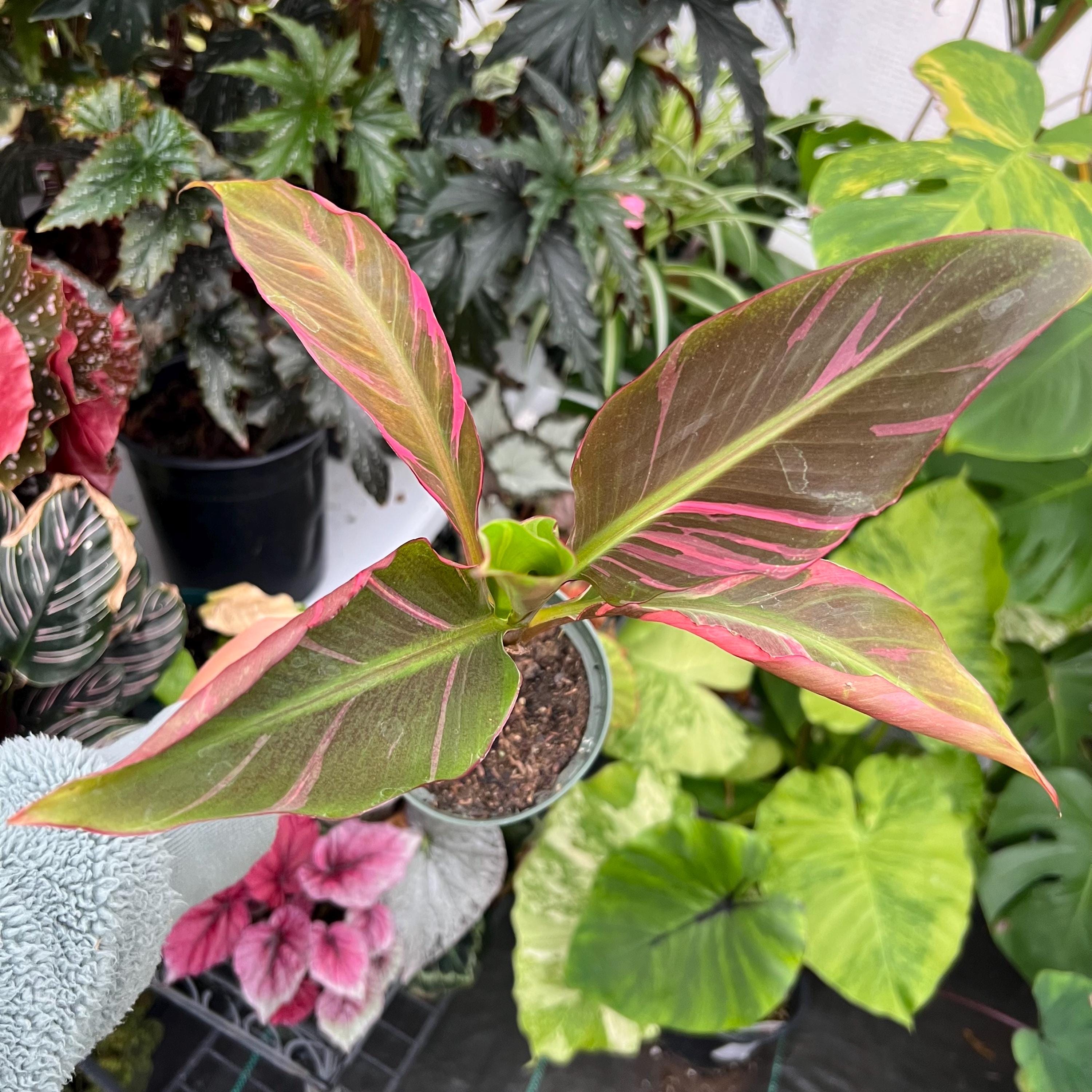 Variegated Pink Banana Tree / Musa Nono / Exact Plant in 4” Pot