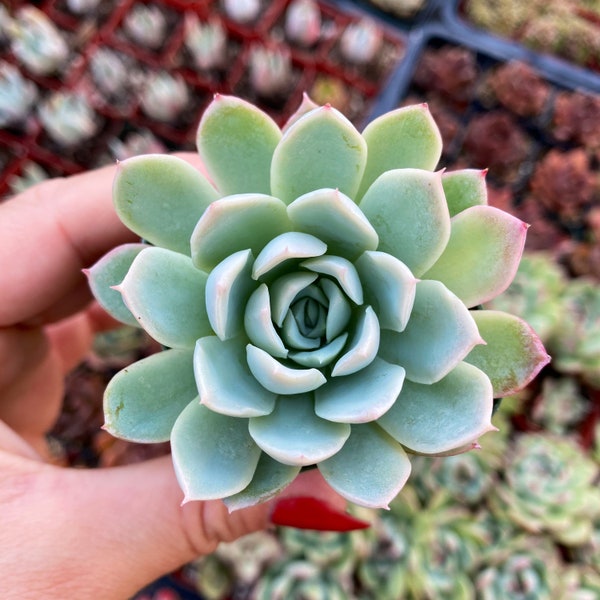 2” Echeveria Violet Queen