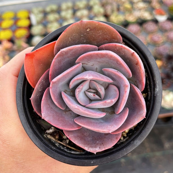 4 Echeveria Dusty Rose Succulent Plant - Etsy