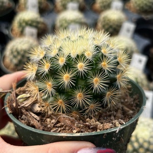 4 Mammillaria Lauii Subducta Cactus image 6