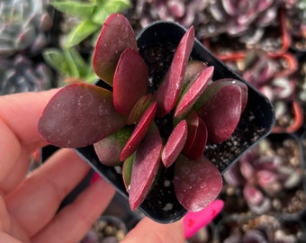 2” Crassula Platyphylla