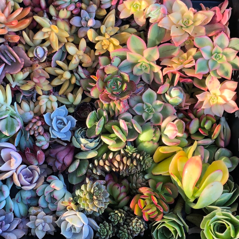 Colorful Succulent Cuttings Plants - Etsy