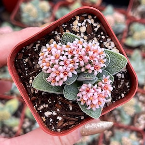 May include: A small succulent plant in a square, reddish-brown plastic pot. The plant has small, rounded, gray-green leaves and clusters of tiny, light pink flowers with orange centers. The pot is filled with soil and small white stones.