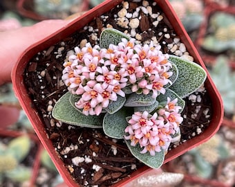 2” Crassula Silver Springtime