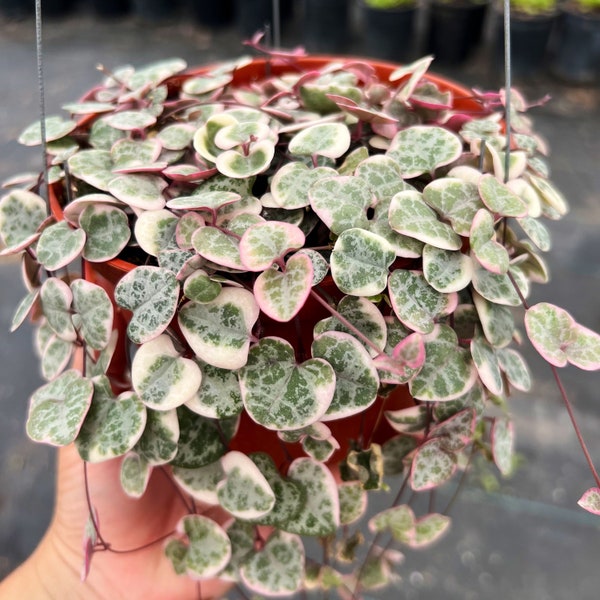 6” String of Hearts Variegated / Ceropegia Woodii Variegated