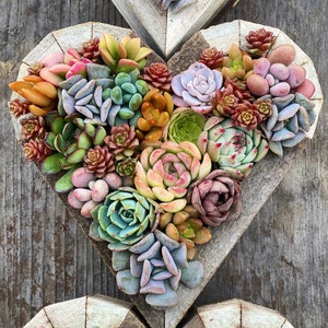 7 Succulent Heart Arrangement / Living / Gift / Valentines Day image 4