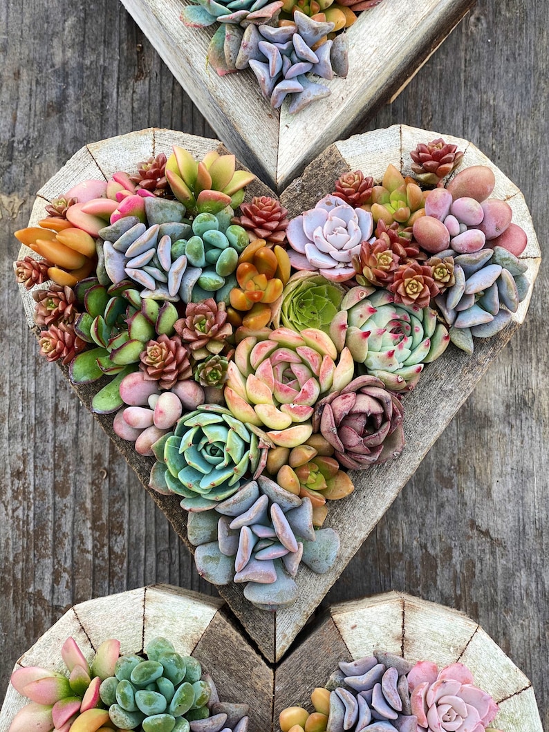 7 Succulent Heart Arrangement / Living / Gift / Valentines Day image 4