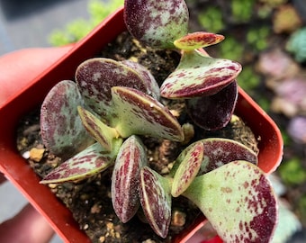 Adromischus Maculatus Succulent Plant