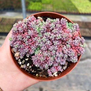 Sedum Dasyphyllum Major in 4” Pot – Colorful Ground Cover Succulent, Pink & Purple Foliage