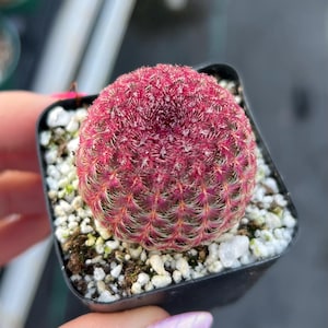 May include: A vibrant, spherical cactus with a deep magenta hue, densely covered in fine, white spines. The cactus sits in a small black square pot, surrounded by white pebbles and soil, showcasing a miniature succulent plant.