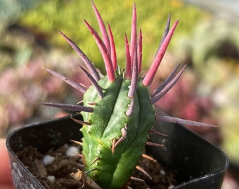 2” Euphorbia Ferox