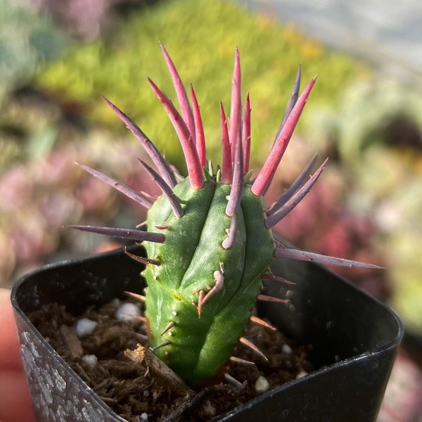 2” Euphorbia Ferox Succulent Plant