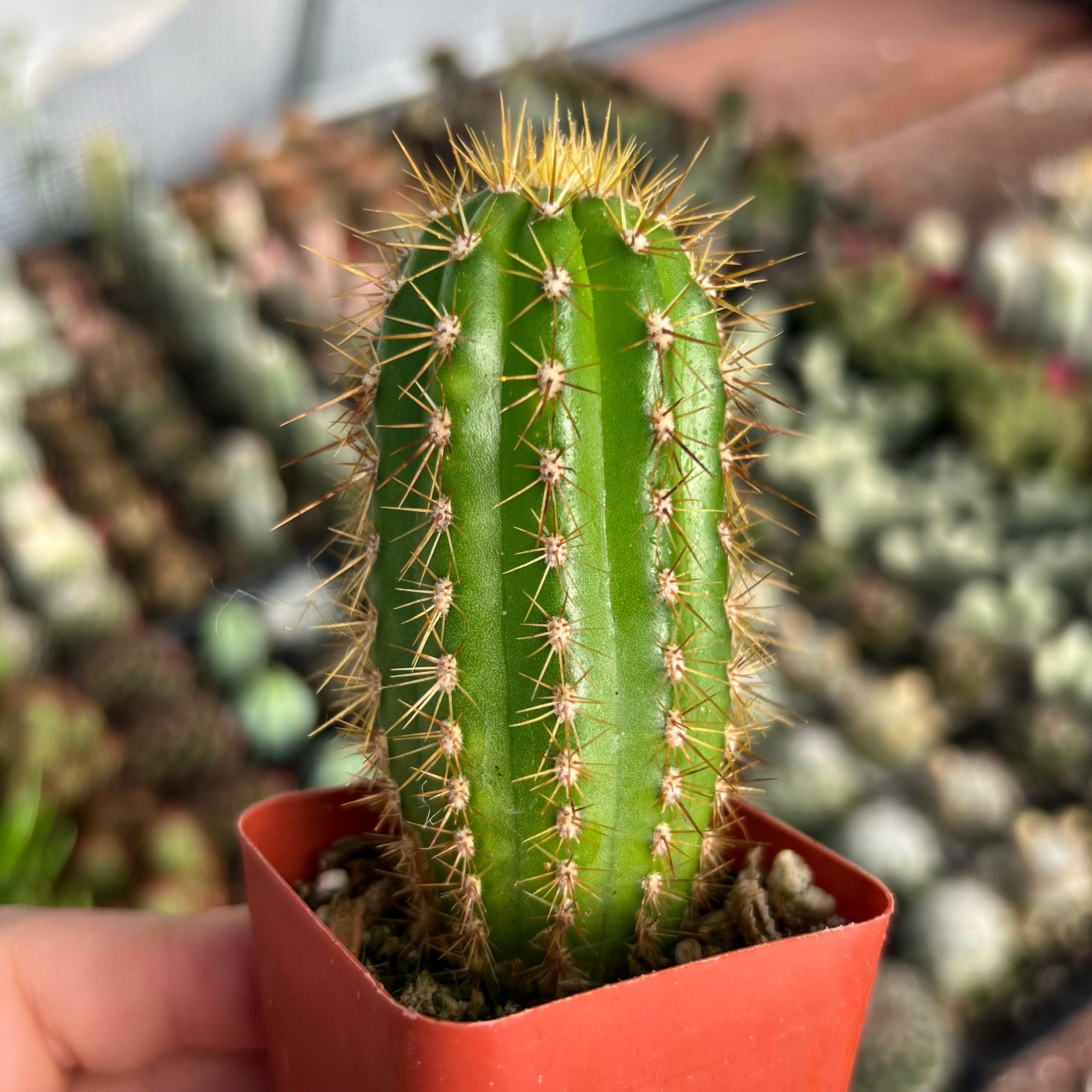 2” Echinopsis Spachiana Golden Torch Cactus - Etsy
