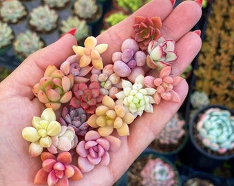 10 boutures de bébés succulentes