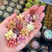 10 Baby Succulents Cuttings 