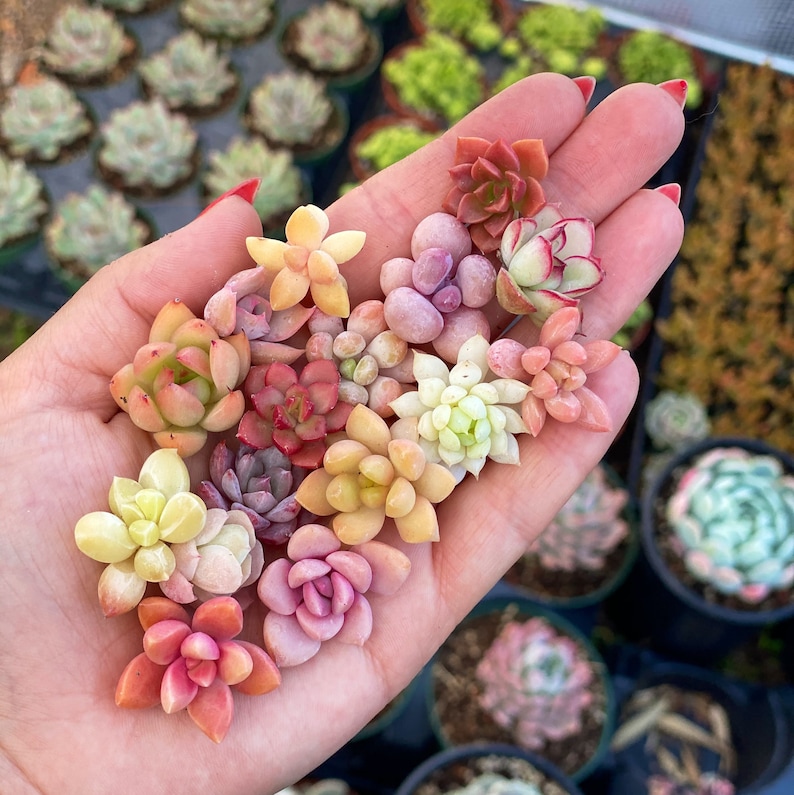 10 Baby Succulents Cuttings imagem 1