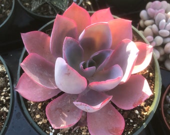 Echeveria Afterglow