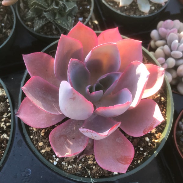Suculenta Echeveria Afterglow – Roseta de vibrantes tonos rosa y morado – Planta de fácil cuidado para interior y exterior