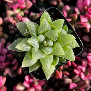 2” Haworthia Turgida Pallidifolia / Indoor Low Light Succulent