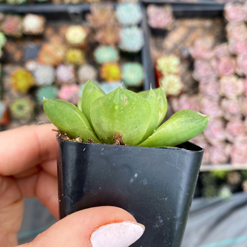 2 Haworthia Cuspidata / Indoor Low Light Succulent Plant Bild 4