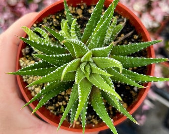 4” Haworthia Fasciata Zebra Plant / Low Light Indoor Succulent